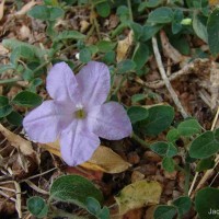 Ruellia prostrata Poir.